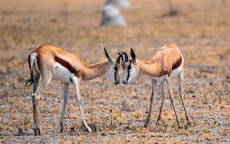 Springboks (Antidorcas marsupialis), Nxai Pan National Park, Botswana