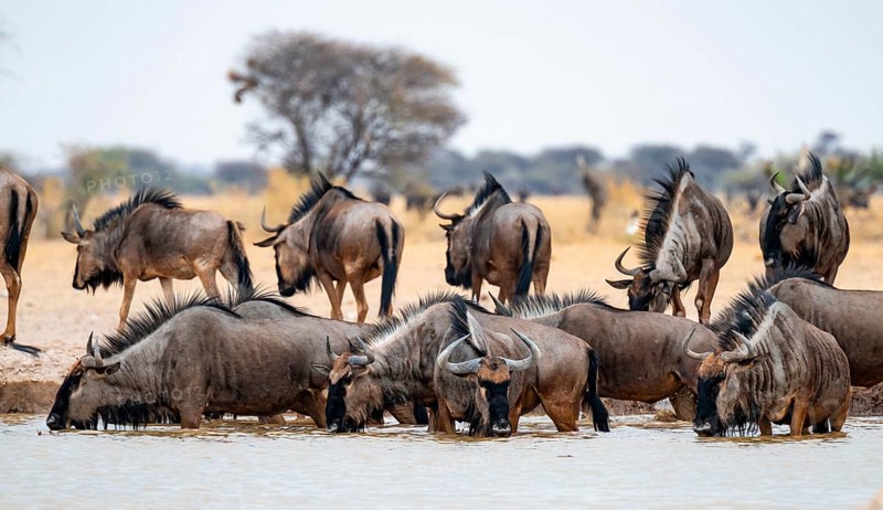 Striped Gnu (Connochaetes taurinus), flock drinking at waterhole, Nxai Pan National Park, Botswana