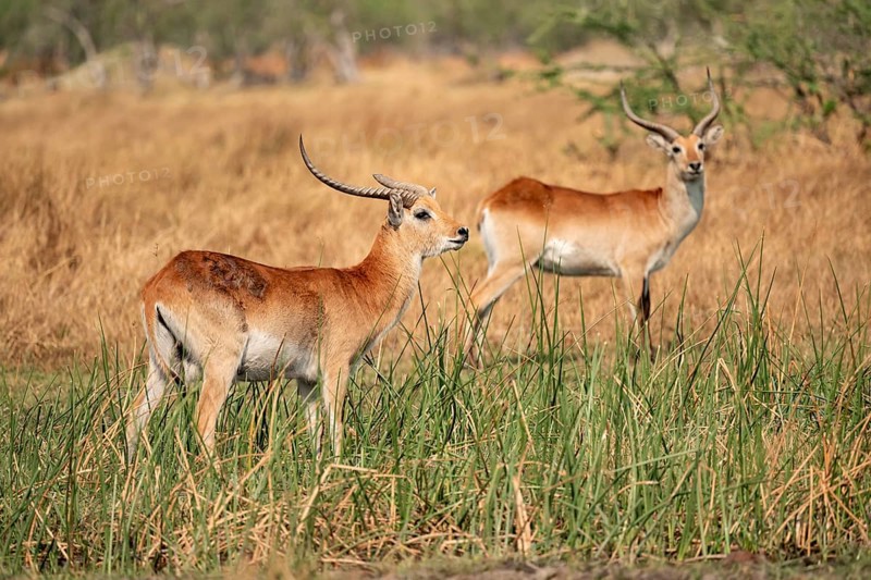 Letschwe or litchi bog antelope (Kobus leche), adult male, in tall dry grass, Okavango Delta, Moremi Game Reserve, Botswana