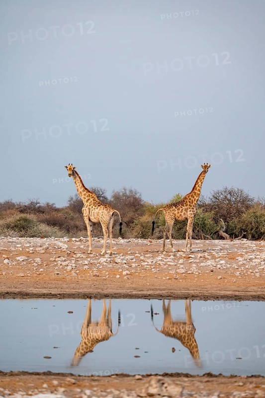 Angola giraffe (Giraffa giraffa angolensis), giraffe at a waterhole, Etosha National Park, Namibia