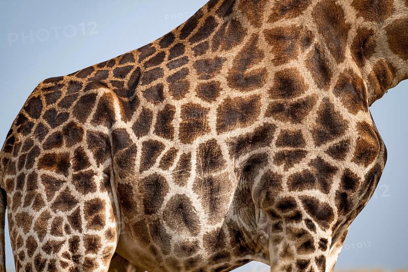 Angola giraffe (Giraffa giraffa angolensis), giraffe at a waterhole, Etosha National Park, Namibia
