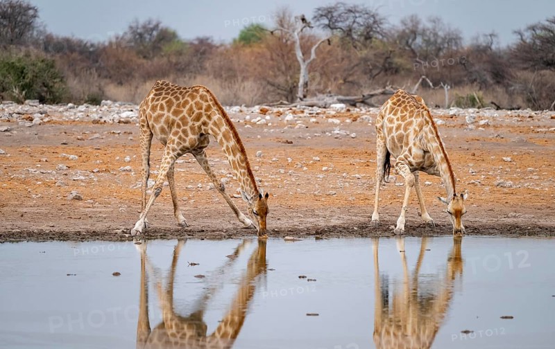 Angola giraffe (Giraffa giraffa angolensis), giraffe drinking at a waterhole, Etosha National Park, Namibia