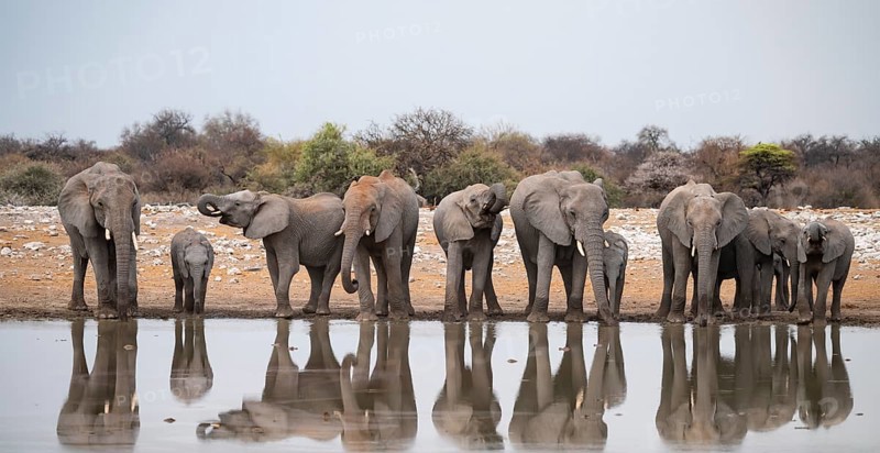 Herd of animals, animal family, African elephant (Loxodonta africana), drinking at a waterhole, beautiful reflection, Etosha National Park, Namibia