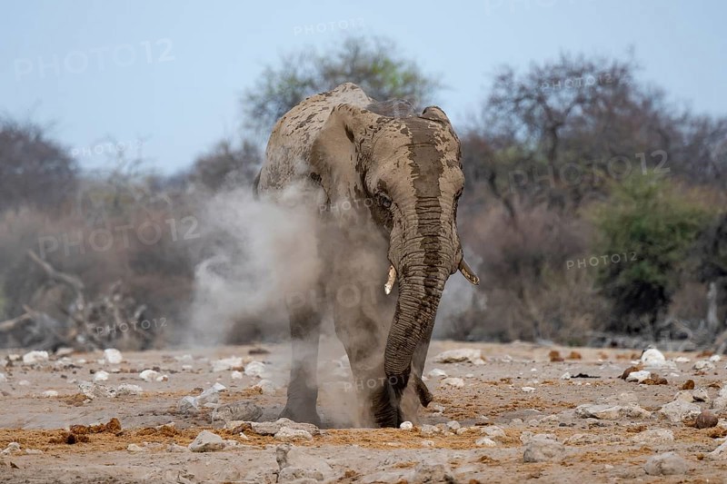 African elephant (Loxodonta africana), taking a mud bath and dusting, Etosha National Park, Namibia