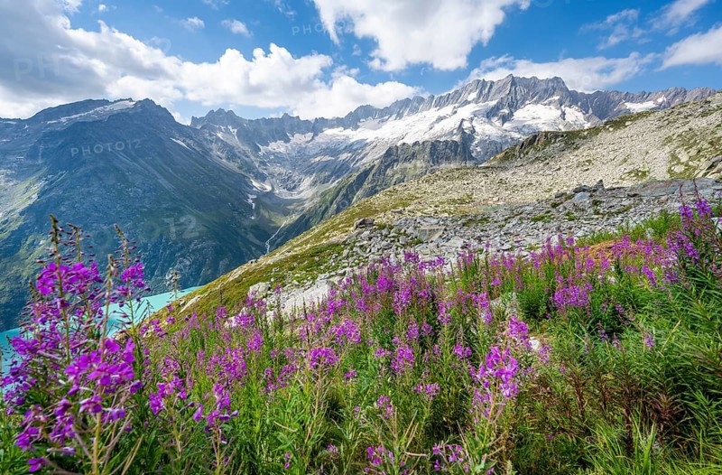 Pink springwort, turquoise-blue mountain lake Göscheneralpsee, picturesque mountain landscape with dammastock and damma glacier, Göscheneralp, Canton of Uri, Switzerland