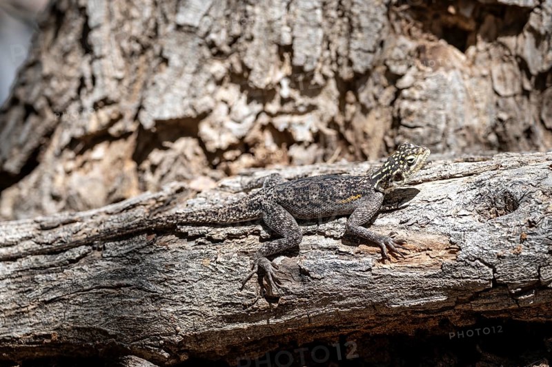 Female Siedleragame (Agama Agama), Epupa, Namibia