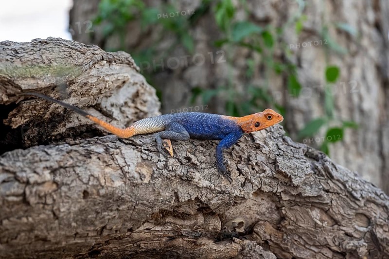 Male red-headed rock Agama (Agama Agama), Epupa, Namibia