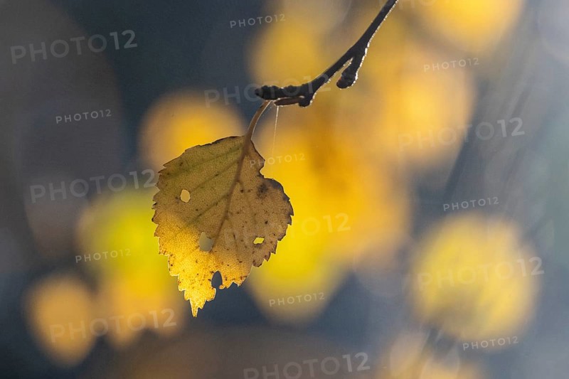 Autumn birch leaf (Betula pendula), Emsland, Lower Saxony, Germany
