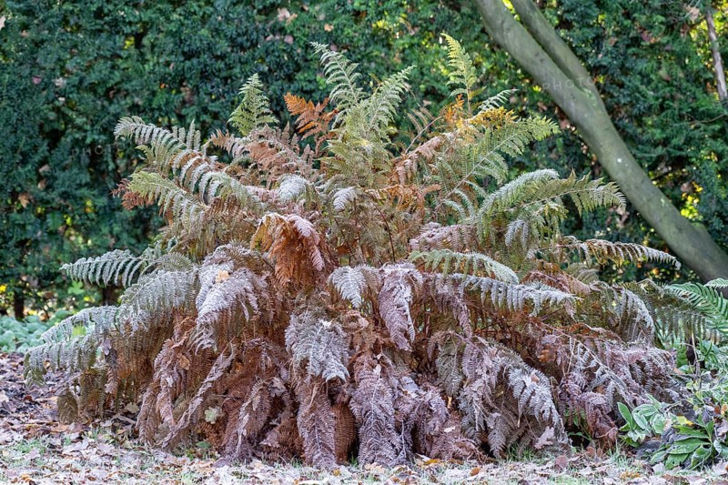 Worm fern (Dryopteris filix-mas), Emsland, Lower Saxony, Germany