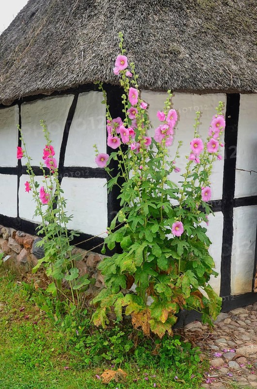 Hollyhocks by a half-timbered house with thatched roof and paved courtyard in Den gamle by, The old Funen village, open air museum in Odense, Fyn island, Funen, Denmark, Scandinavia