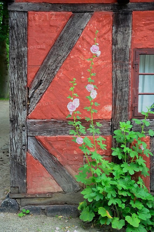 Hollyhocks by the window of a red half-timbered house in Den gamle by, The old Funen village, open air museum in Odense, Fyn island, Funen, Denmark, Scandinavia