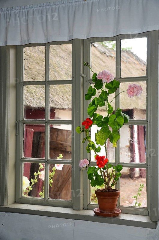 Geraniums in an old barred window and with a view out onto a half-timbered courtyard with a thatched roof in Den gamle by, The old Funen village, open air museum in Odense, Fyn island, Funen, Denmark, Scandinavia