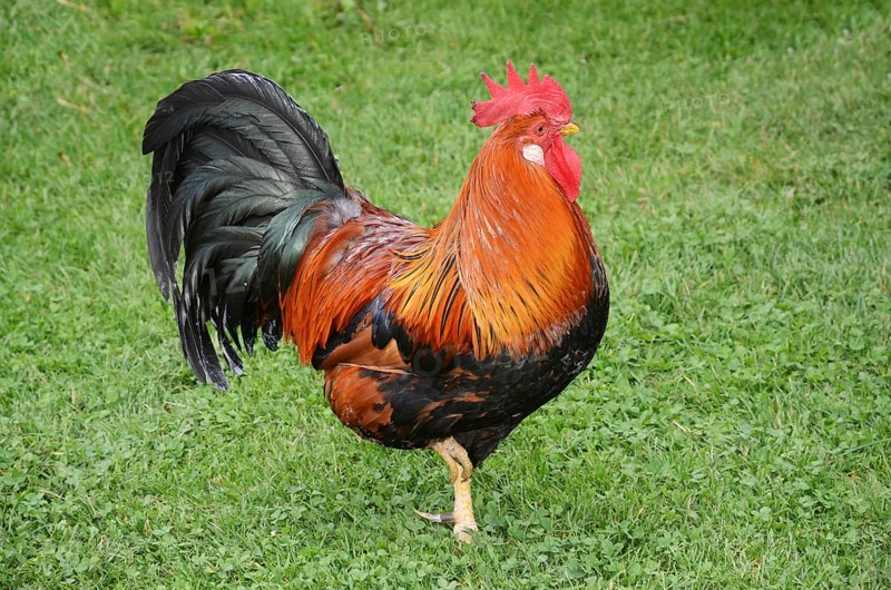 Colorful rooster in Den gamle by, The old Funen village, open air museum in Odense, Fyn island, Funen, Denmark, Scandinavia