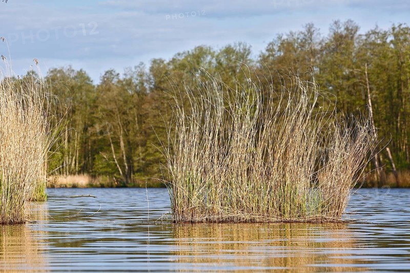 Reeds grow from a quiet lake surrounded by wooded landscape, Peenetal nature park Park, Mecklenburg-Western Pomerania, Germany