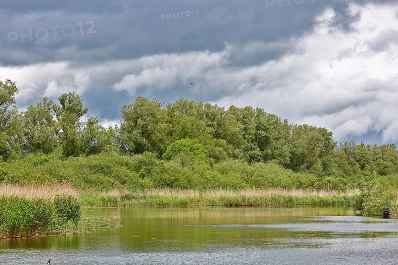 River landscape with wooded riverbank under heavily cloudy sky, Peenetal nature park Park, Mecklenburg-Western Pomerania, Germany