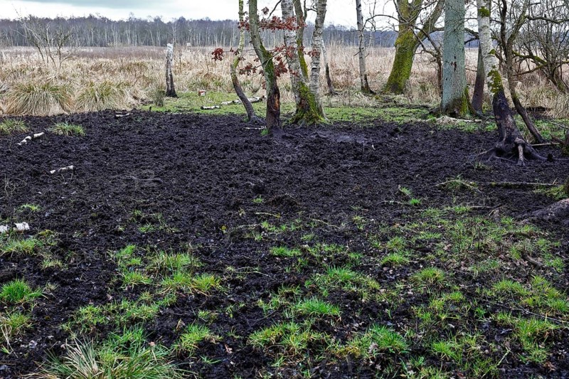 A muddy, grassy area with trees in the background, Peenetal nature park Park, Mecklenburg-Western Pomerania, Germany