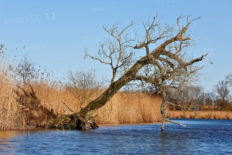 Crooked tree over calm water against blue sky and reeds, Peenetal nature park Park, Mecklenburg-Western Pomerania, Germany