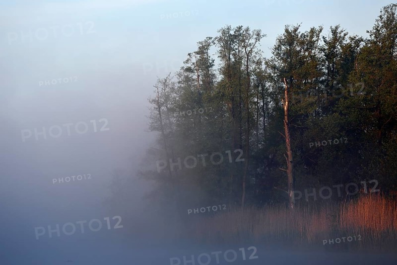 Morning fog sweeps across lakeside trees, Peenetal nature park Park, Mecklenburg-Western Pomerania, Germany