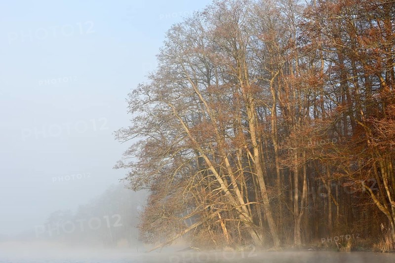 Fog surrounds a row of trees on the shore of a lake early in the morning, Peenetal nature park Park, Mecklenburg-Western Pomerania, Germany