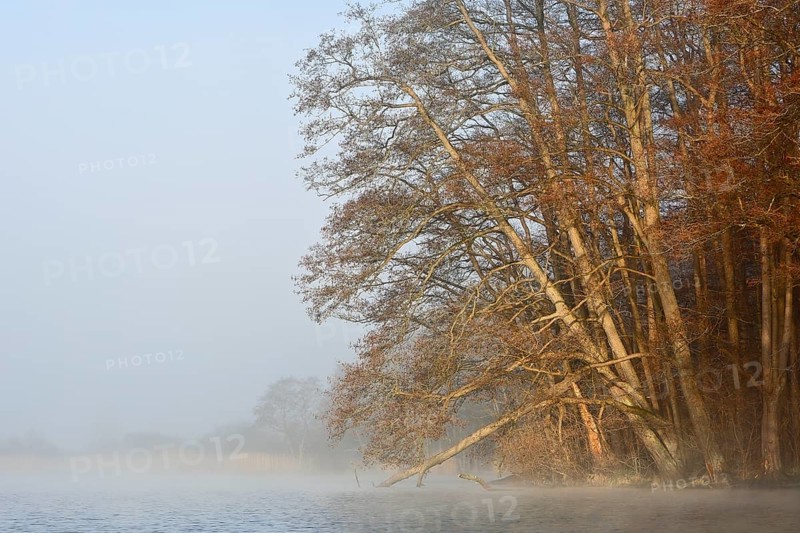 Sloping trees on a foggy lake create a relaxed atmosphere, Peenetal nature park Park, Mecklenburg-Western Pomerania, Germany