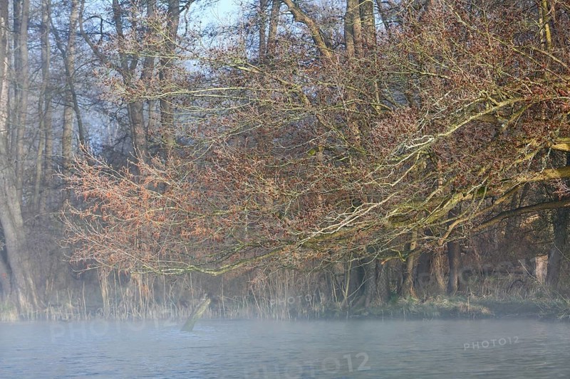 Branched trees with fog in the background, which give the picture a peaceful atmosphere, Peenetal nature park Park, Mecklenburg-Western Pomerania, Germany