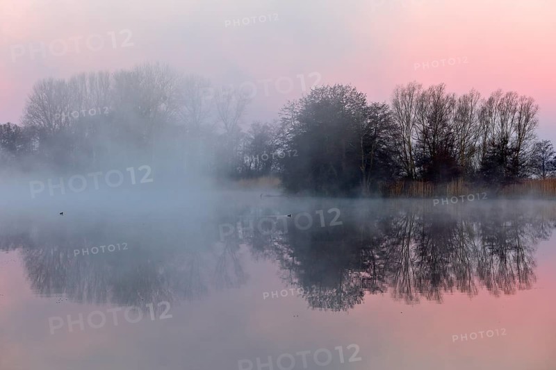 Nocturnal fog over a lake with trees appearing in pink evening light, Peenetal nature park Park, Mecklenburg-Western Pomerania, Germany