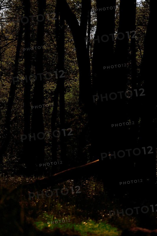 Gloomy forest scene with deep shadows and occasional light, Peenetal nature park Park, Mecklenburg-Western Pomerania, Germany