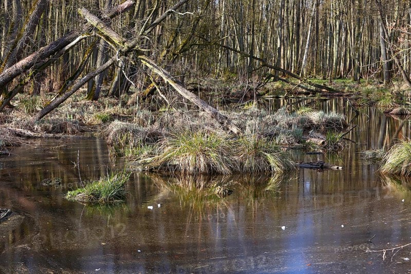 Swampy forest soil with moss and grasses crossed by calm water, Peenetal nature park Park, Mecklenburg-Western Pomerania, Germany