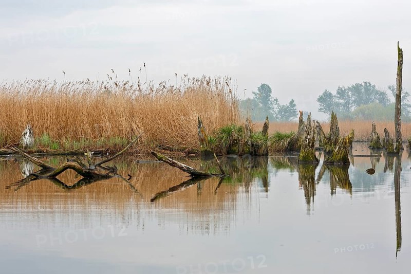 Disused stretch of river with bare trees and reeds reflecting in the water, Peenetal nature park Park, Mecklenburg-Western Pomerania, Germany
