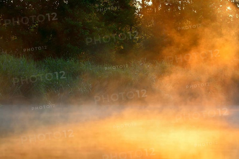 Gentle fog darkens the landscape at sunrise on the edge of the forest, Peenetal nature park Park, Mecklenburg-Western Pomerania, Germany