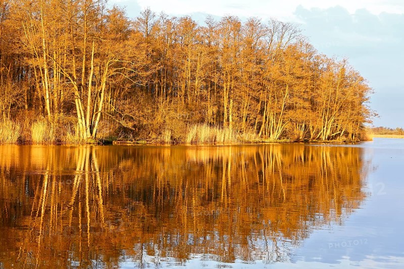 The golden glow of sunset illuminates trees on the riverbank, Peenetal nature park Park, Mecklenburg-Western Pomerania, Germany