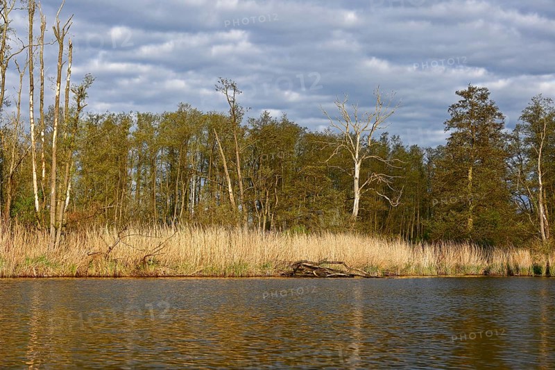 Waterfront landscape with reeds and trees under cloudy sky in natural light, Peenetal nature park Park, Mecklenburg-Western Pomerania, Germany