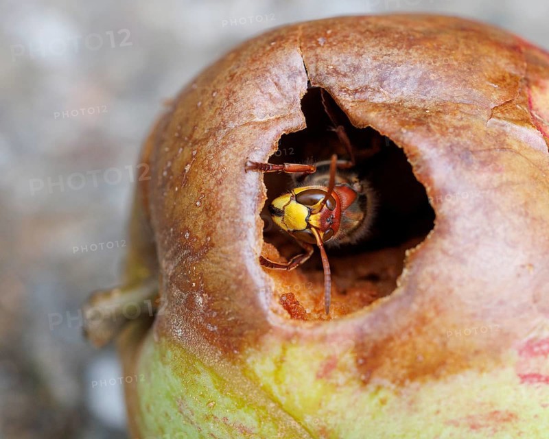 Hornet (Vespa crabro) eats on an apple, Germany