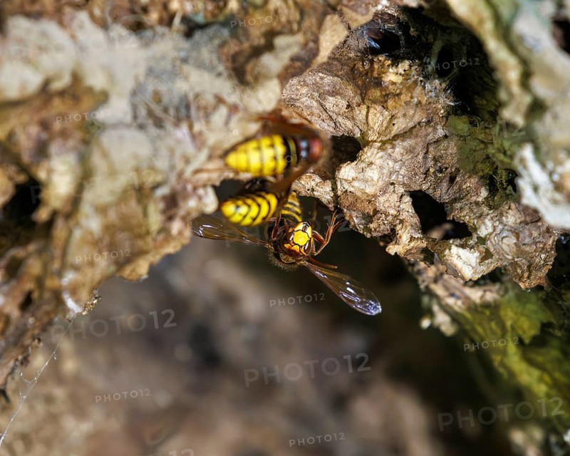 Hornissen (Vespa crabro), Germany