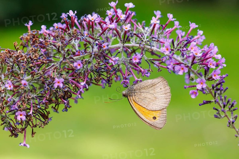 Small meadowbird (Coenonympha pamphilus) on butterfly lilacs, Germany