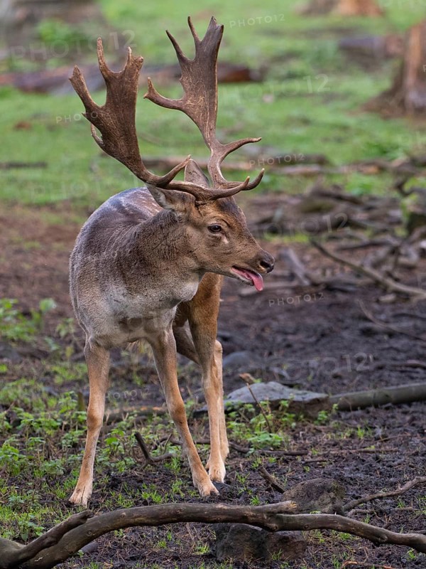 Fallow deer panting during rutting season, North Rhine-Westphalia, Germany