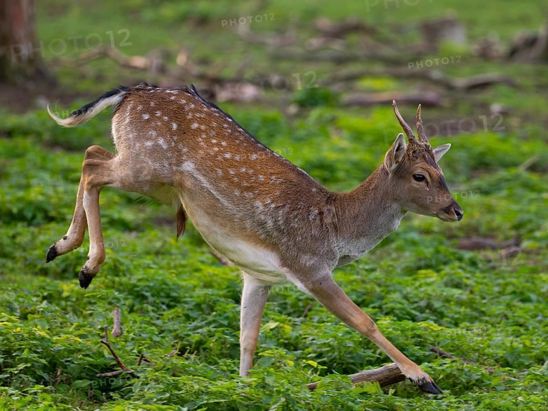 A fallow deer jumping, North Rhine-Westphalia, Germany