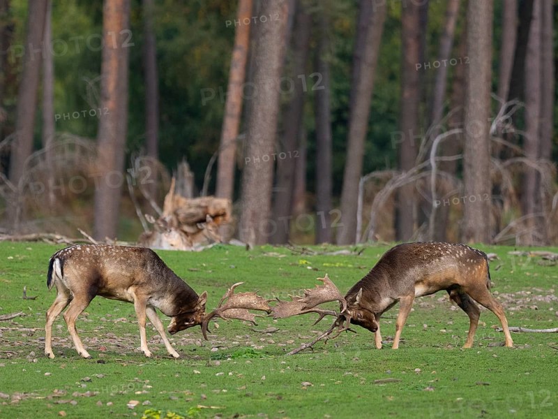 Fallow deer fighting, North Rhine-Westphalia, Germany