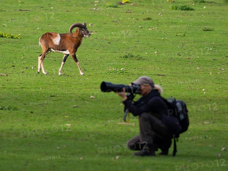 An animal photographer and a mouflon, North Rhine-Westphalia, Germany