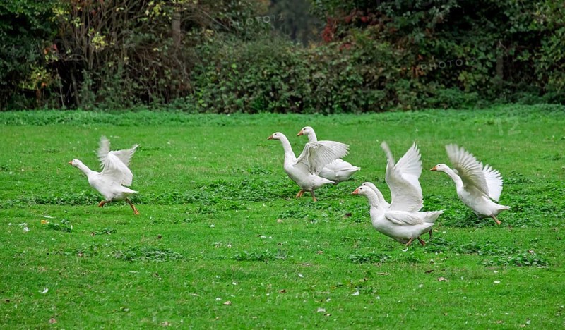 White domestic geese (Anser anser formes domestica) in a meadow, Münsterland, North Rhine-Westphalia, Germany