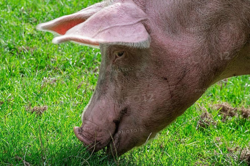 A pig in profile eats grass in a green field, Münsterland, North Rhine-Westphalia, Germany