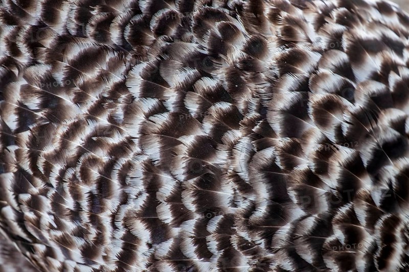 Plumage of a domestic chicken (Gallus gallus domesticus), close-up, North Rhine-Westphalia, Germany