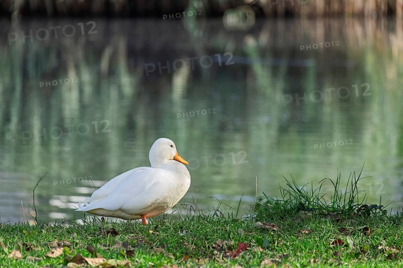 White duck (Anatidae), Hausente, Münsterland, North Rhine-Westphalia, Germany