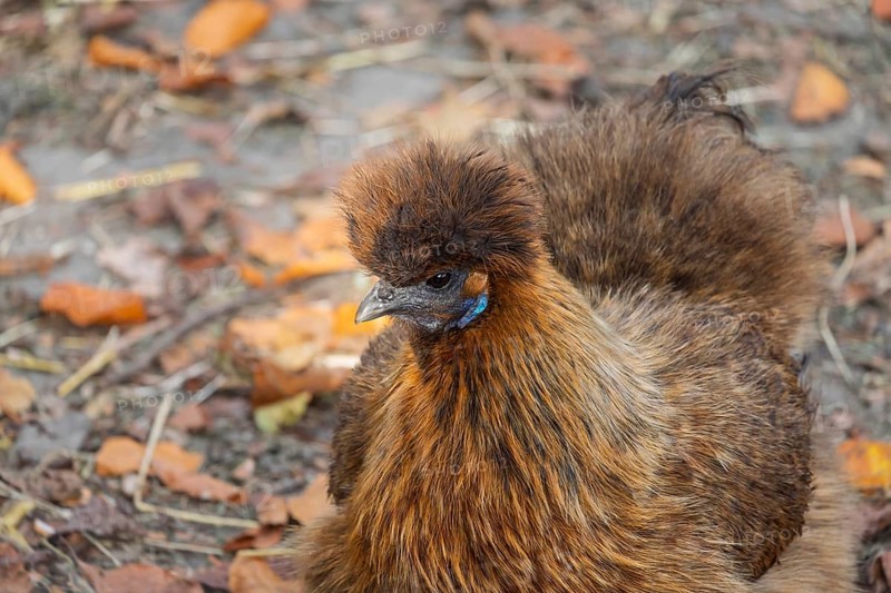 Silk Grouse (Gallus gallus f. domestica), Münsterland, North Rhine-Westphalia, Germany