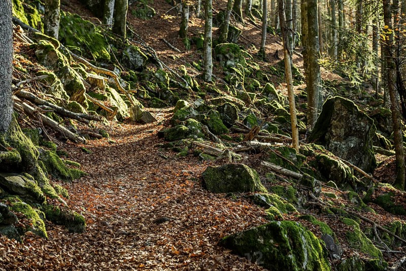 Hiking trail, Zweribach Waterfalls, protected forest, St Märgen, Black Forest, Southern Black Forest, Baden-Württemberg, Germany
