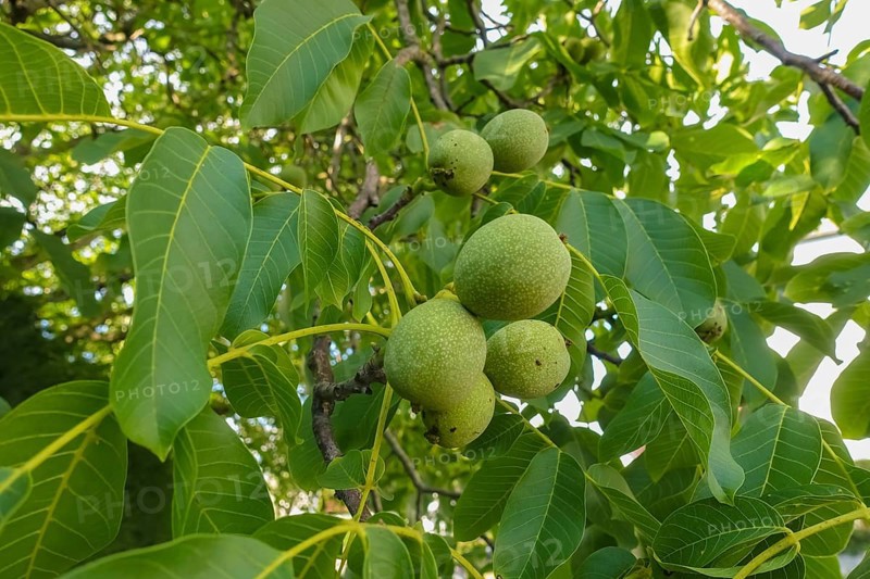 Real walnut, walnut tree (Juglans regia), deciduous tree, green nuts in summer, leaves, plants, gardens, Germany