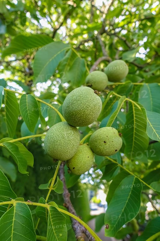 Real walnut, walnut tree (Juglans regia), deciduous tree, green nuts in summer, leaves, plants, gardens, Germany
