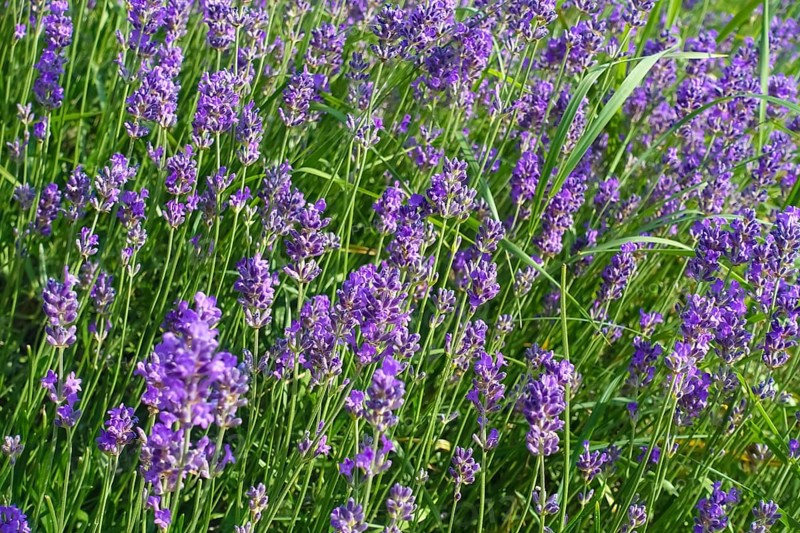 Lavender (Lavandula angustifolia), narrow-leaved lavender, ornamental plant, medicinal plant, purple flowers, flower bed, gardens, Germany