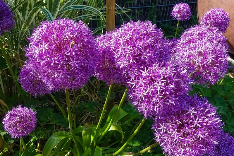 Leeks (Allium), ornamental garlic, large beautiful flowers, purple globes, flowers, plants, gardens, Germany
