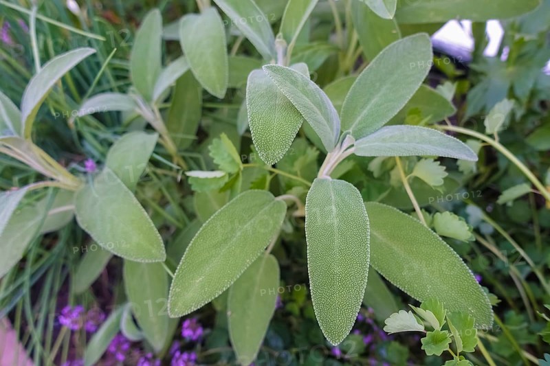 Sage (salvia), medicinal plants, herbs, useful plant, flower, gardens, Germany